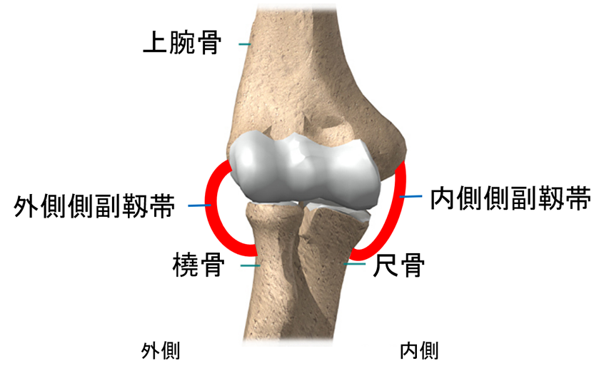肘の構造