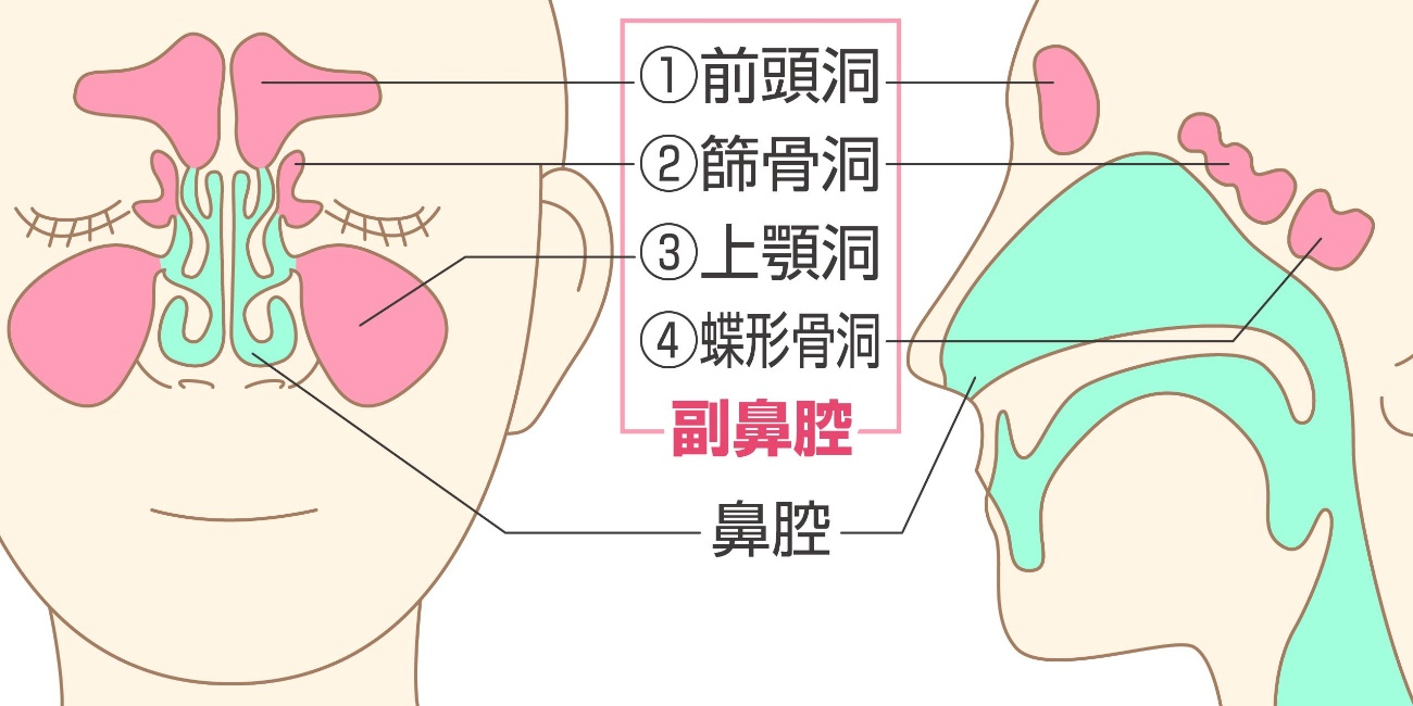 副鼻腔の図解