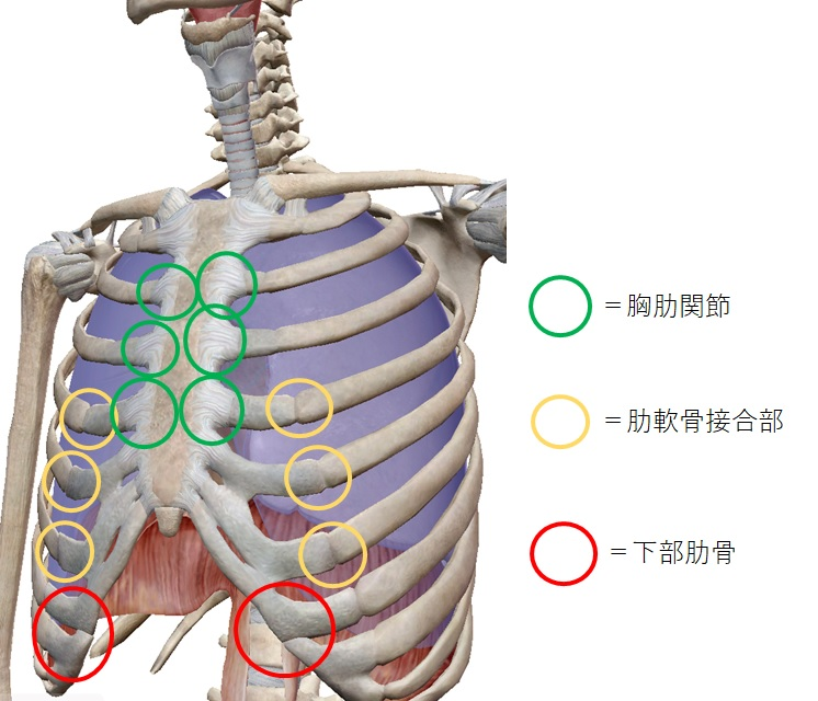 肋軟骨炎の位置