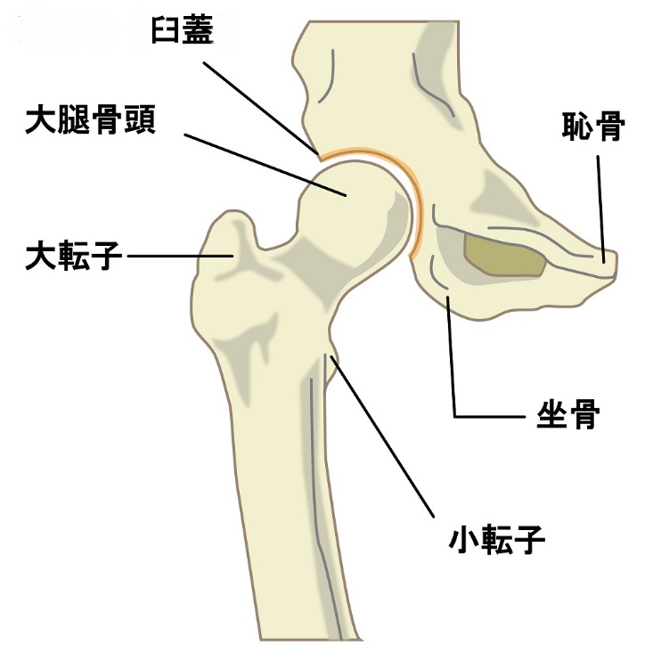 股関節の構造