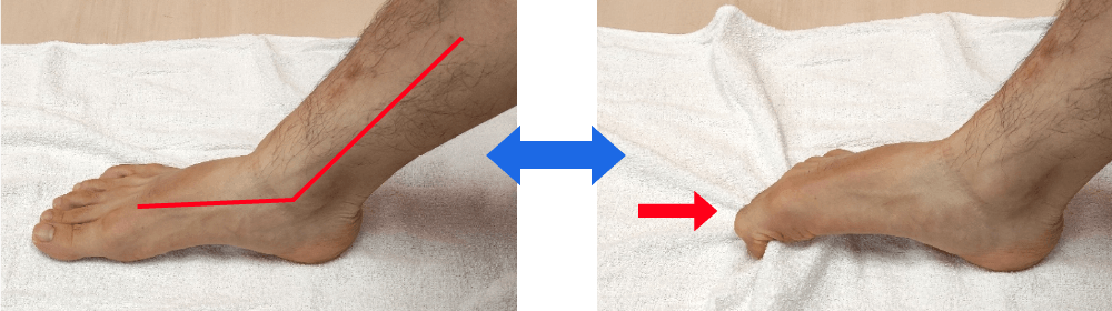 足の指の力でタオルをたぐり寄せます。足は遠くに置き、足首が伸びたポジションで行うと効果的です。