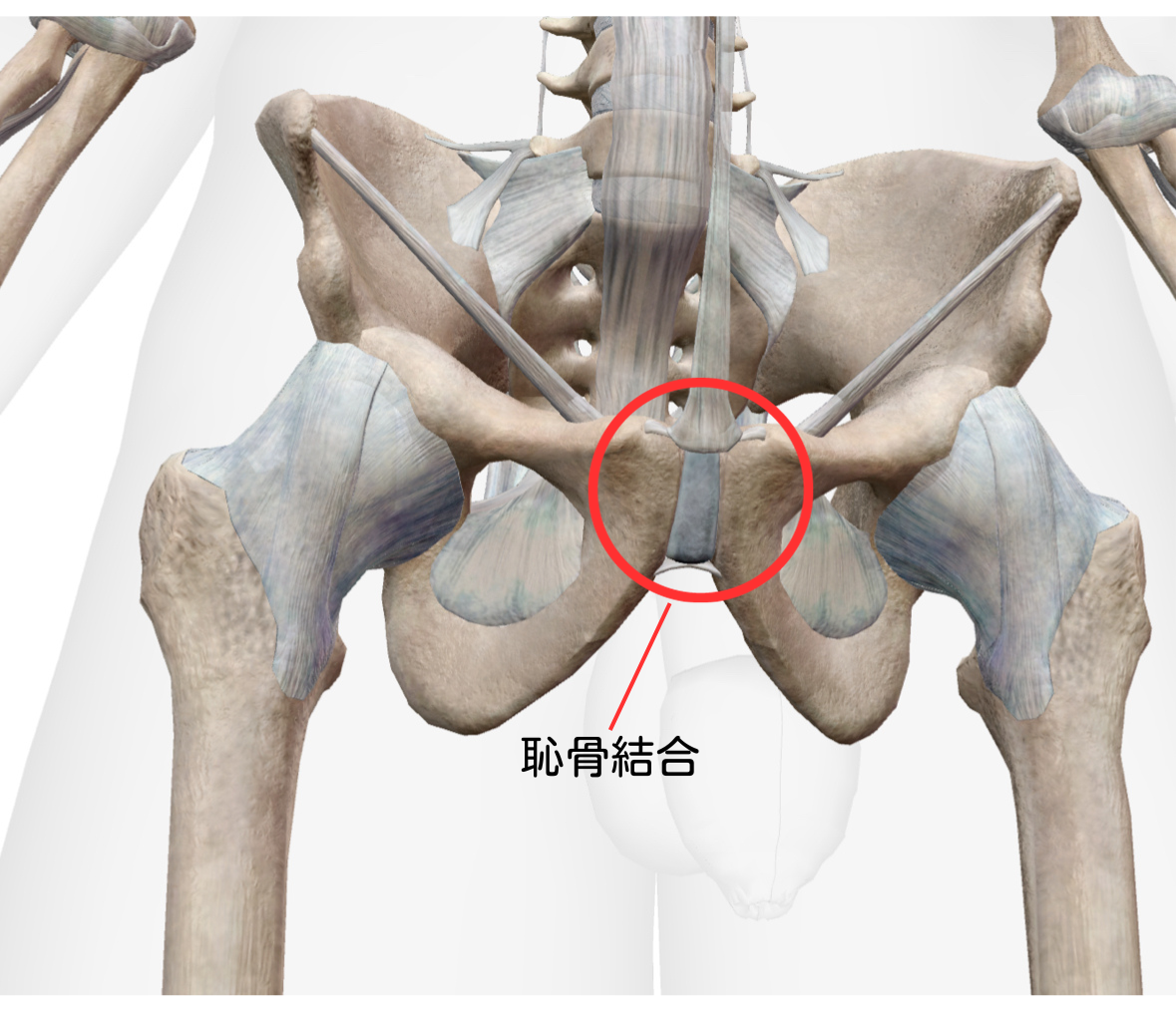 恥骨結合