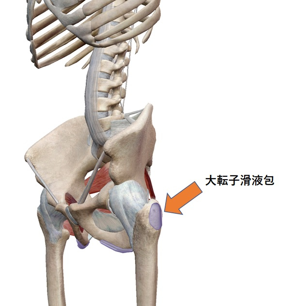 大転子滑液包