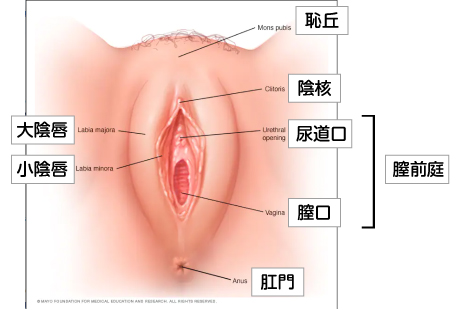 外陰部（外生殖器・外性器）